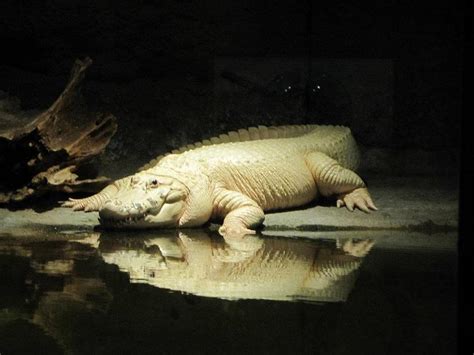 White Alligator Photograph by Jennifer Horton - Fine Art America