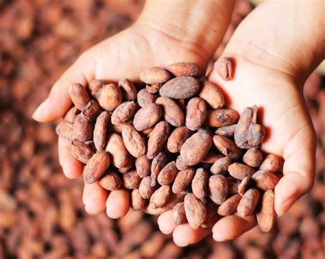 La Plataforma Suiza Del Cacao Sostenible Promociona La Cadena De Valor