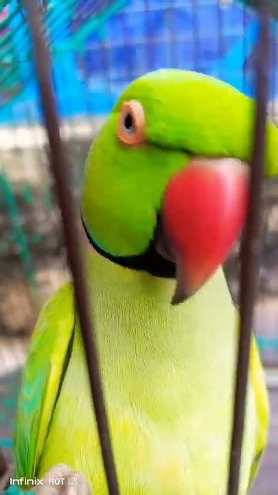 Talking Parrot Mithu Say Mummy Mummy ️ ️ ️ ️ ️ ️ ️ ️ ️ ️ ️ Youtube