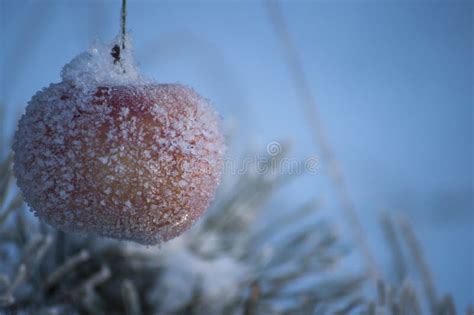 Tempo De Inverno E Grama Congelada Os Cristais Da Escarcha E Da