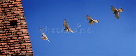 Bird Landing On A Brick Wall Stock Photo Image Of Landing Wall 11172402