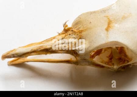 Dorsal view of bird skull. Bird anatomy. Bird skeletal system Stock ...