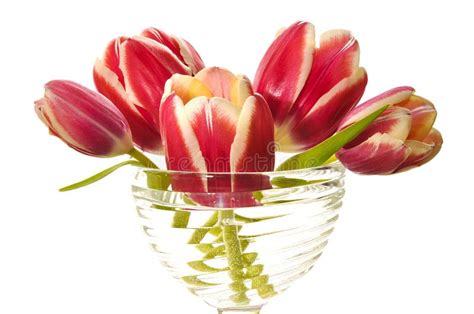 Bouquet of pink tulips stock photo. Image of gardening - 19209742