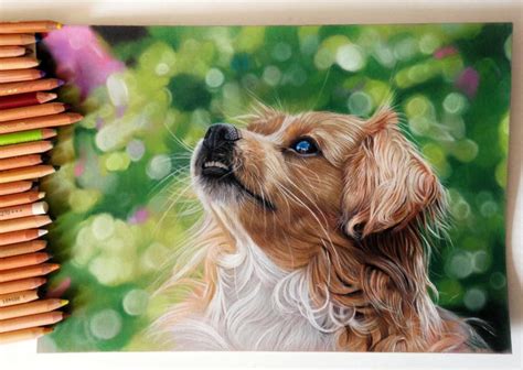 Dagworkshop Dieren Tekenen Met Pastel 23 November Realisme In Portret