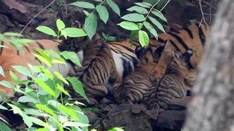 News Tigress Arrowhead T 84 Spotted With Three Newborn Cubs In Ranthambore National Park