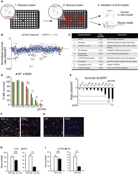 A Stem Cell Based Screening Platform Identifies Compounds That