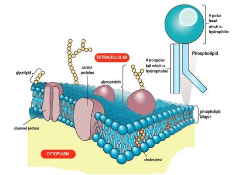 Gambar Struktur Membran Plasma