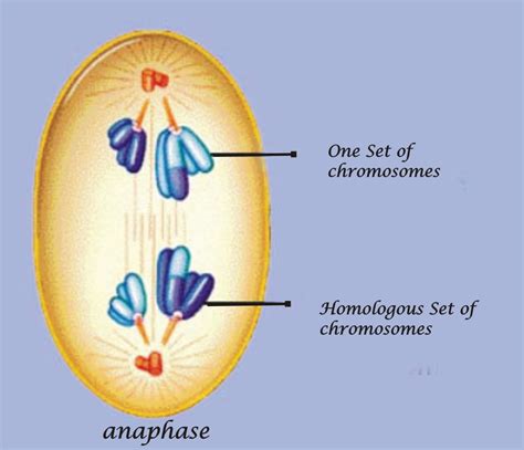 Mitotic Anaphase Differs From The Anaphase I Of Meiosis Because Option