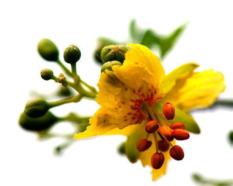 Texas Paloverde Parkinsonia Texana · Inaturalist