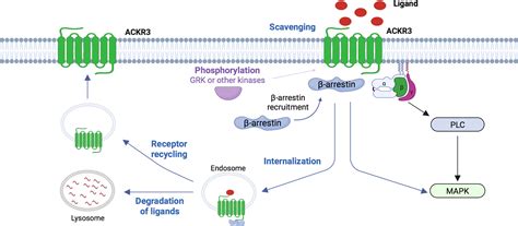 Frontiers Emerging Roles Of The Atypical Chemokine Receptor 3 ACKR3