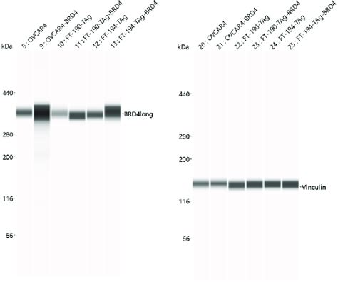Overexpression of BRD4-L in mammalian cells ProteinSimple Wes blots ...