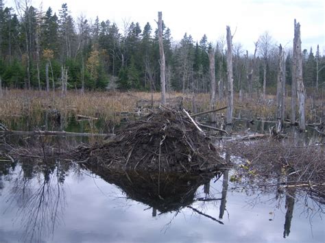 Aroostook National Wildlife Refuge - Visitor Center - Maine Trail Finder