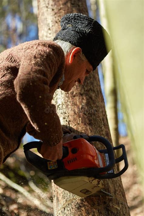 Lenhador Idoso No Trabalho Serra De Cadeia Imagem De Stock Imagem