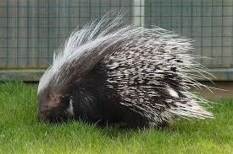 ДИКОБРАЗ ИНДИЙСКИЙ | IZI Travel