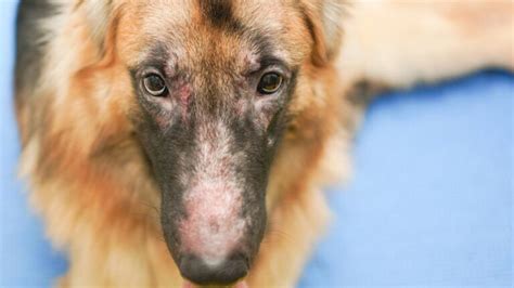 Pioderma Canina Todo Lo Que Necesitas Saber Sobre Esta Enfermedad De