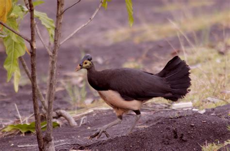 Terancam Bersegera Selamatkan Maleo Towuti Mongabay Co Id