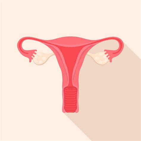 Premium Vector A Flat Style Icon Of The Female Reproductive System