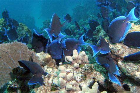 Blue Tang On Coral Reef Photograph By Noveta Starks