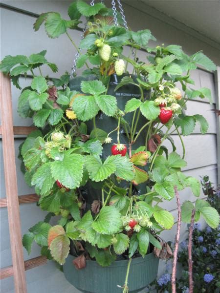 Weekend Project: Hanging Strawberry Planter - Garden Therapy