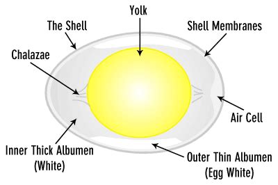 Over View Of Different Stages Of Egg Development The Poultry Guide