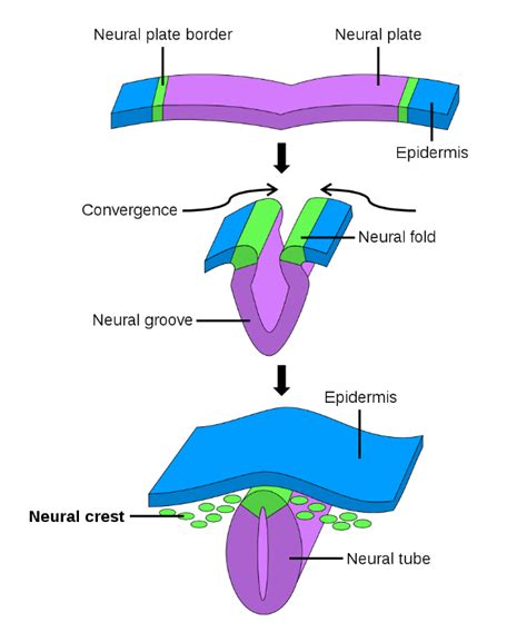 Development Of The Nervous System Simplemed Learning Medicine