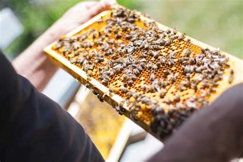 75 Percent Of Honey Worldwide Contaminated With Neonicotinoid