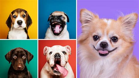 What Dog Breed Are You? - Personality Quiz