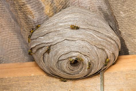 Removal Of Wasp Nest Near Me Photos