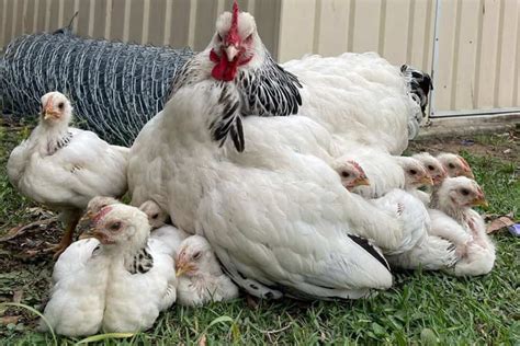 8 Best Broody Chicken Breeds With Pictures