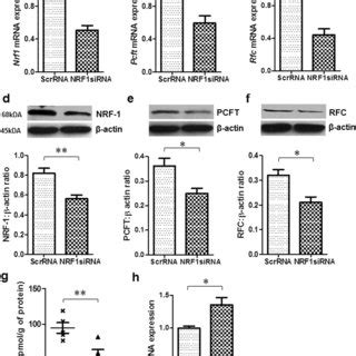 Effect Of Nrf Sirna Transfection On Folate Transporter Expression And