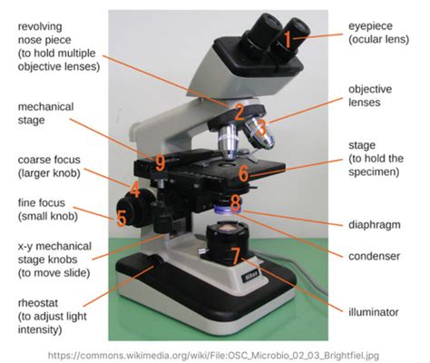 Ch Microscopy And Lab Techniques Flashcards Quizlet