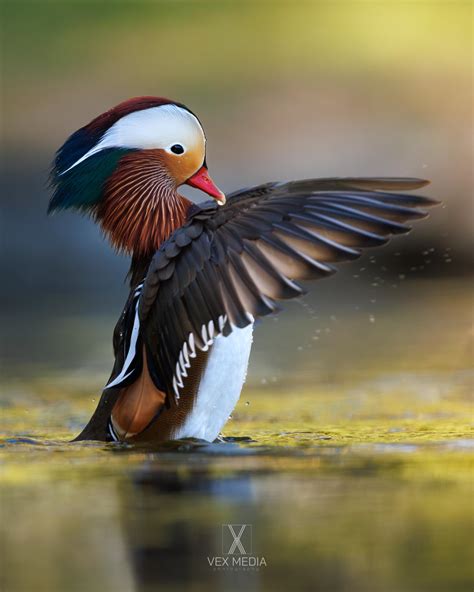 Mandarin Duck Drying Off Its Wings Rbirding