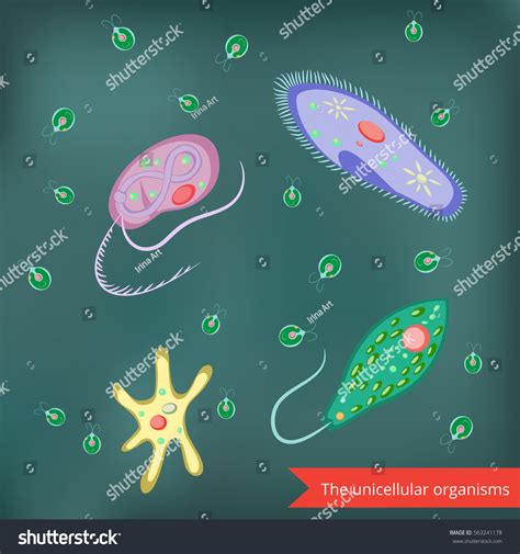 Vektor Stok Unicellular Schemes Set Algae Amoeba Euglena Tanpa Royalti