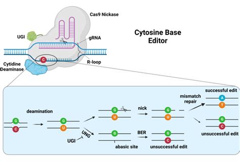 10 3 Genome Editing Biology LibreTexts