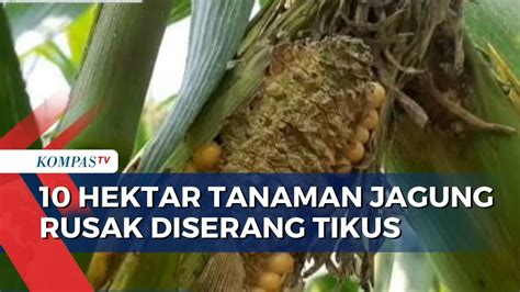 Di Grobogan Hama Tikus Serang Belasan Hektar Tanaman Jagung Siap Panen