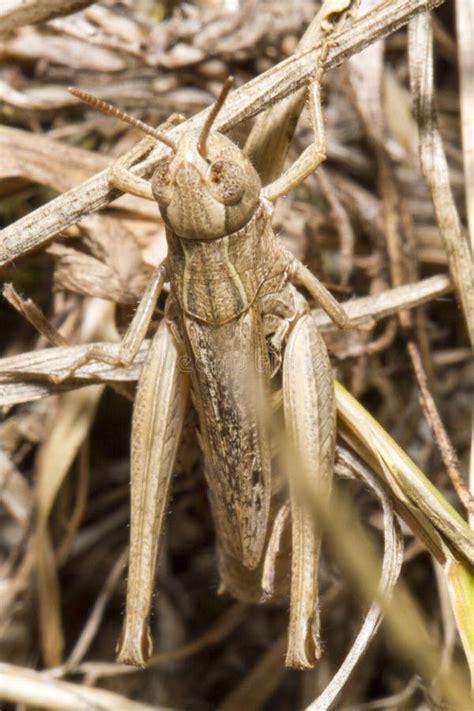 Common Field Grasshopper Chorthippus Brunneus Stock Image Image Of Welsh Wildlife 73452461