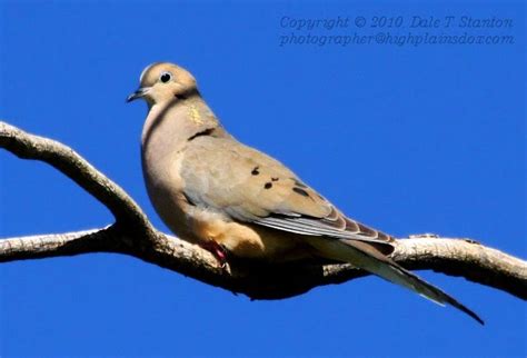 Birds Of The Texas Panhandle Mourning Dove