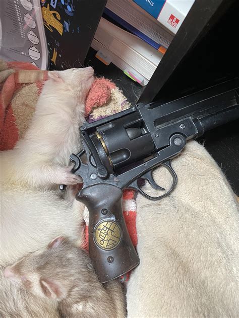 They found my replica Hellboy gun : r/ferrets