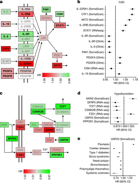 Jakstat And Wnt Signalling Pathways A C Pathway Diagrams For Jakstat