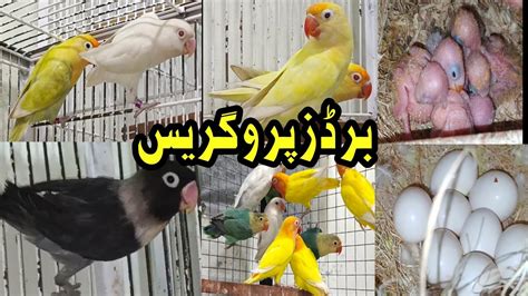 Lovebirds Mutation Breeding Setup Usama Bhai Sohail With Birds YouTube