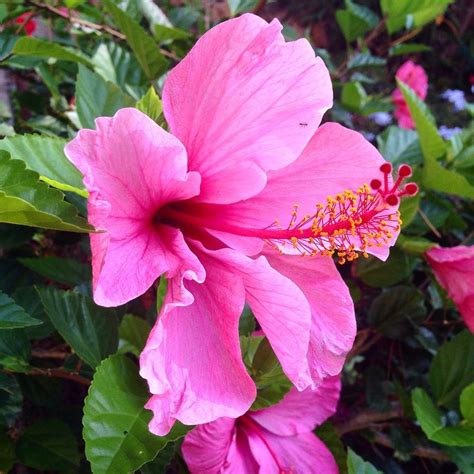 Pin By Marion Rolleston On Hibiscus Rose Of Sharon Hibiscus