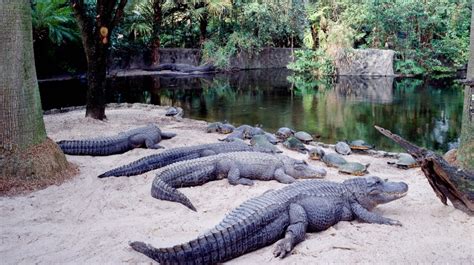 TikTok Prankster Arrested in Busch Gardens Alligator Incident - Men's ...