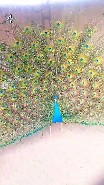 Beautiful Peacock Dancing Peacock Youtube