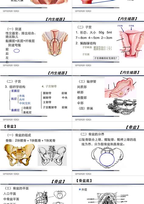 妇产科护理女性生殖系统解剖与生理概述ppt模板卡卡办公