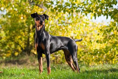 Find your German Pinscher puppy for sale | Puppies.com