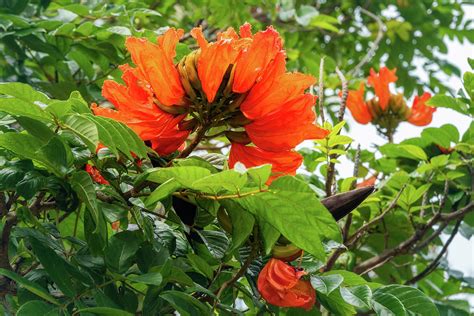 African Tulip Tree At The Beach At Kuto Bay Photograph By Daniela