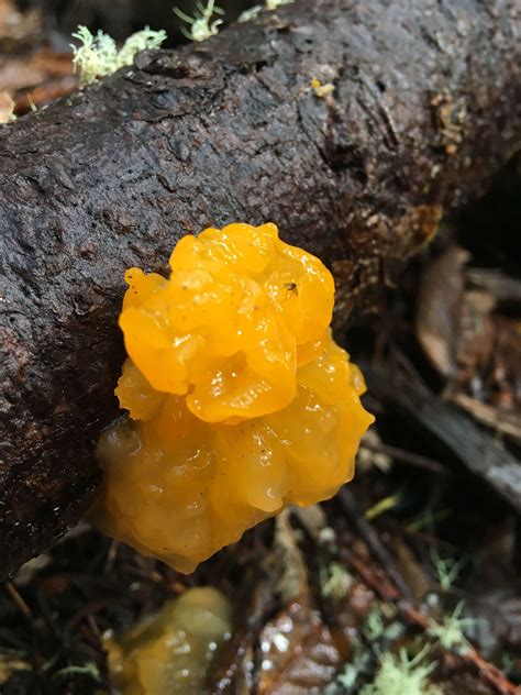 Tremella Aurantia The Ultimate Mushroom Guide