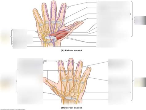 Nerves Of The Hand Diagram Quizlet