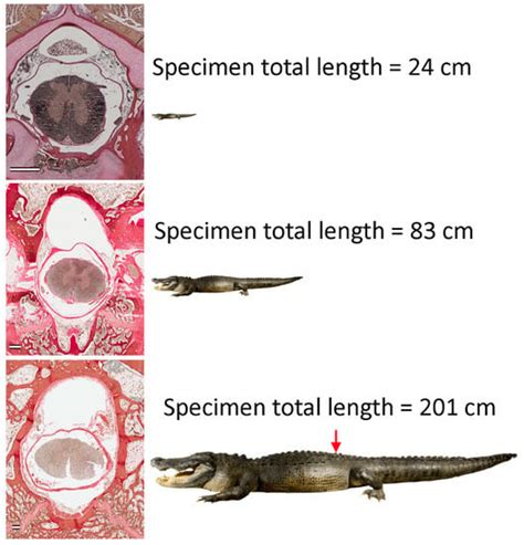 Alligator Heart Anatomy