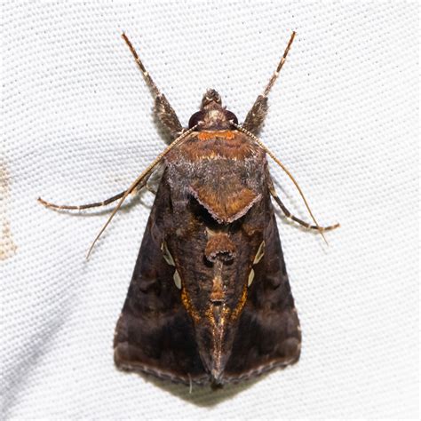 Maryland Biodiversity Project Common Looper Moth Autographa Precationis